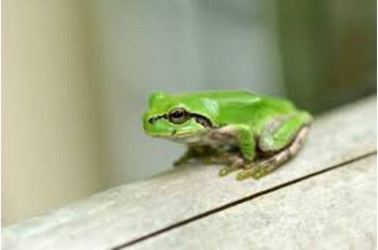 images1
