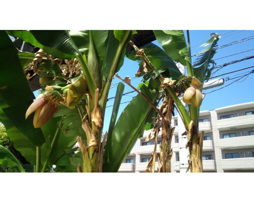 banana20-1-500x281