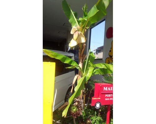 banana21-1-281x500