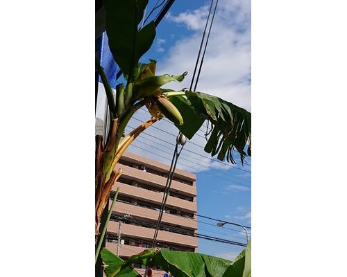 banana23-1-281x500