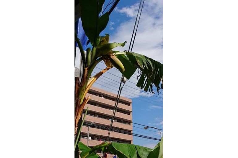 banana23-1-281x500