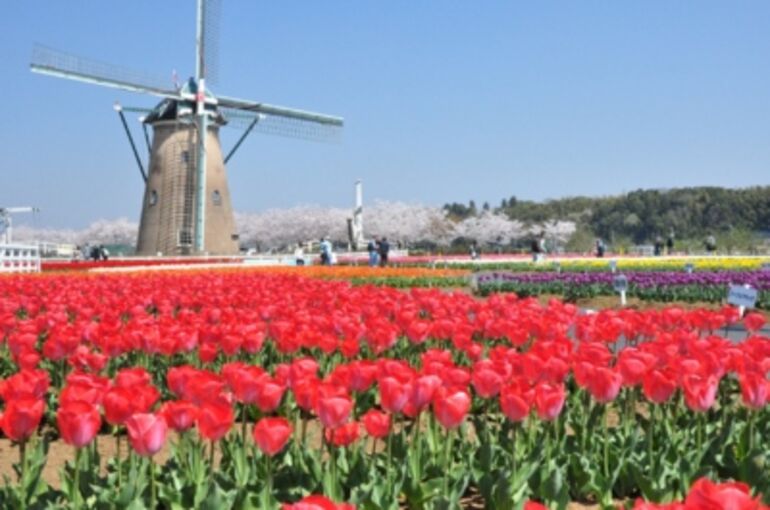 %E3%83%81%E3%83%A5%E3%83%BC%E3%83%AA%E3%83%83%E3%83%971