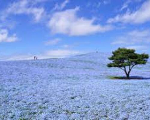 images (1)