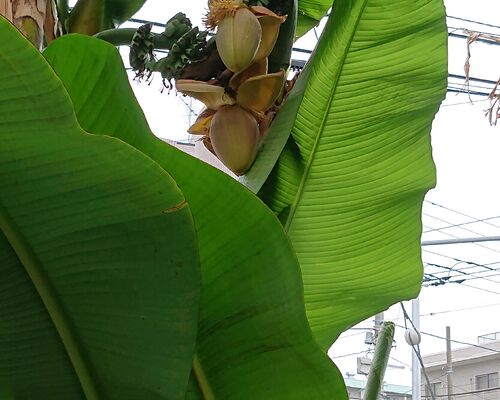 banana01