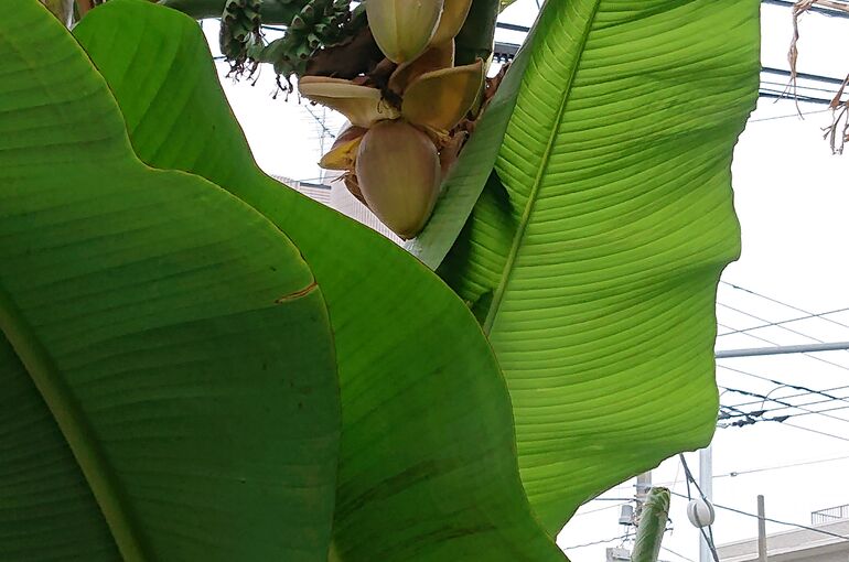 banana01