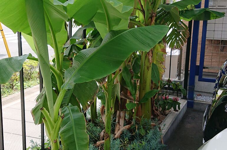 banana