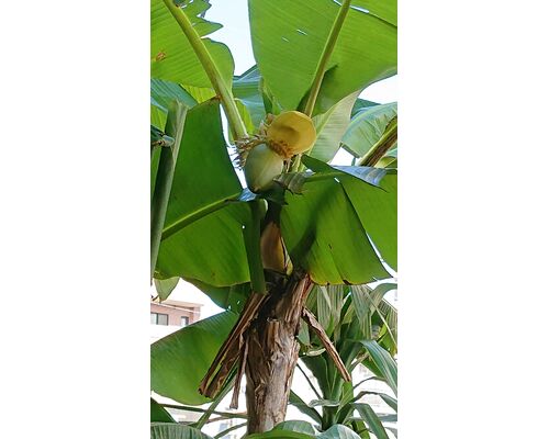 banana