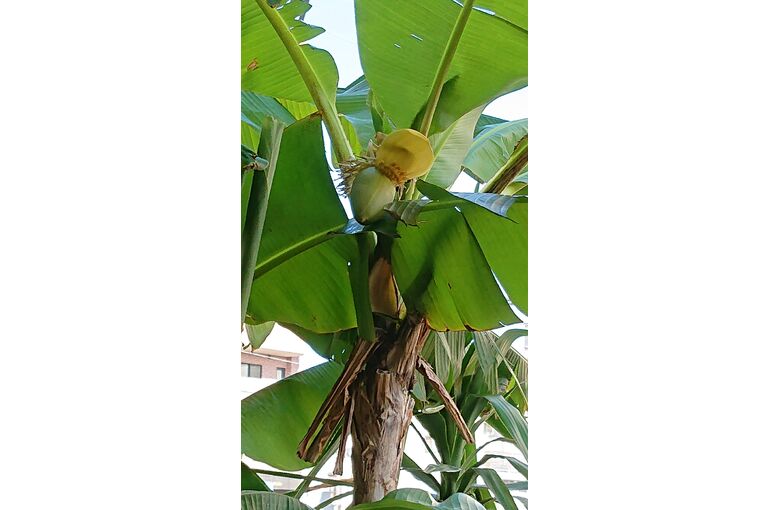 banana