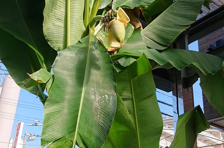 banana001