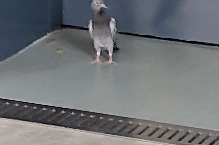 hato02