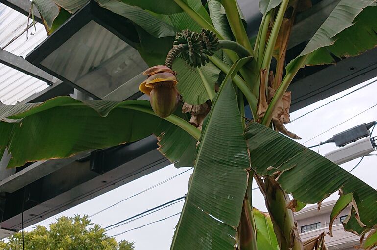 banana