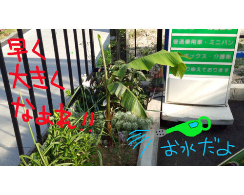 banana01-500x281