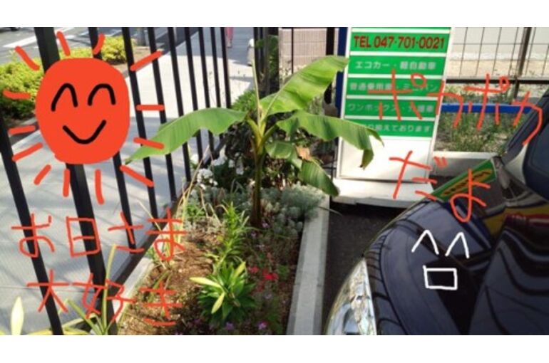 banana02-500x281