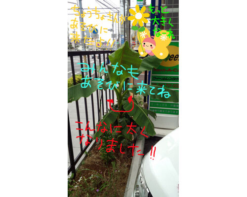 banana04-281x500