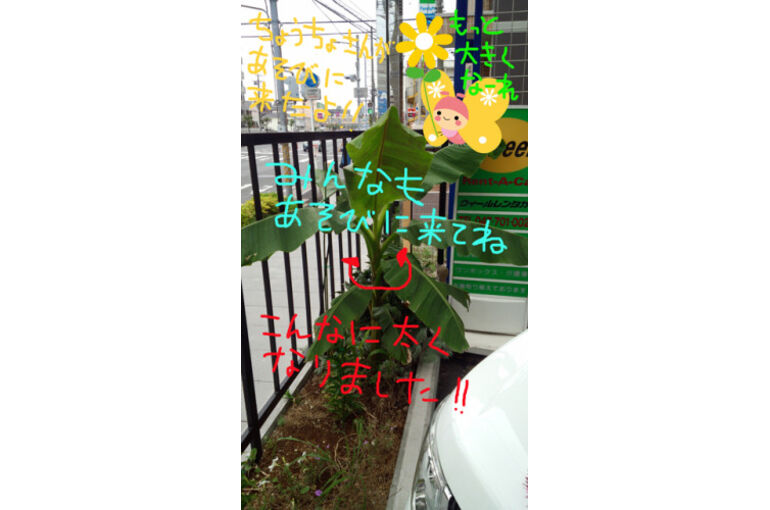 banana04-281x500