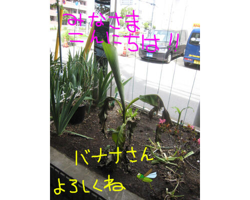 banana05-1-375x500