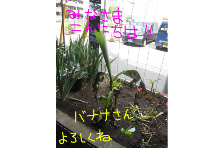 banana05-1-375x500