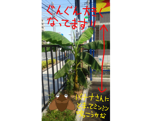banana06-281x500