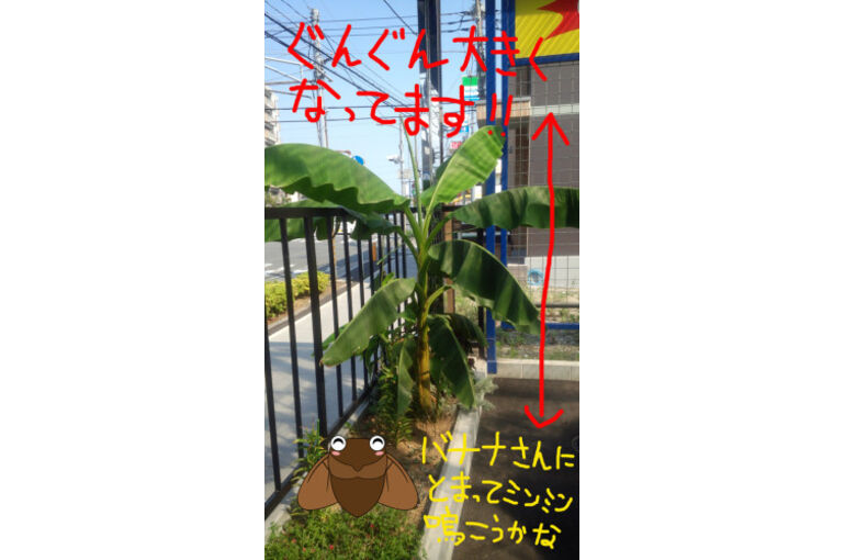 banana06-281x500