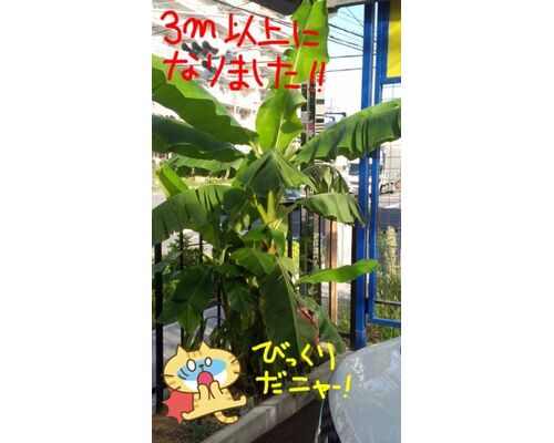 banana8-1-281x500