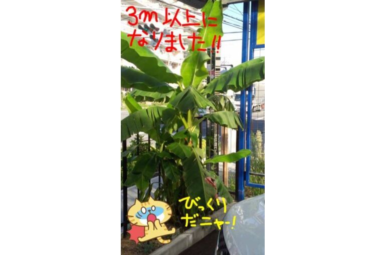 banana8-1-281x500