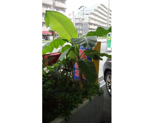 banana9-281x500