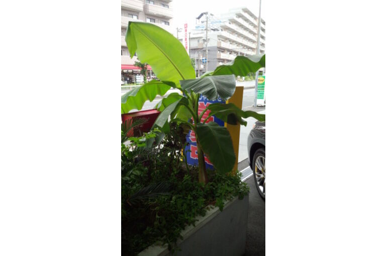banana9-281x500