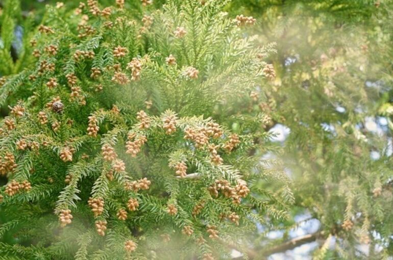 花粉　cedar-pollen