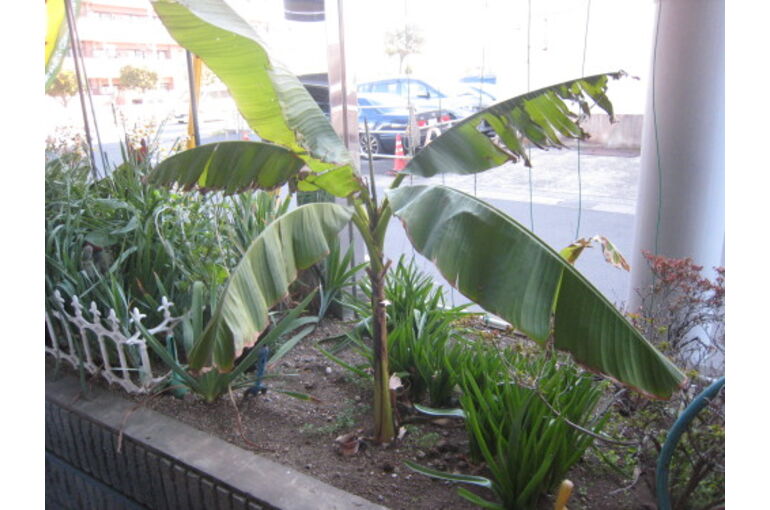 banana12-500x375