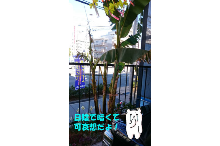 banana13-281x500