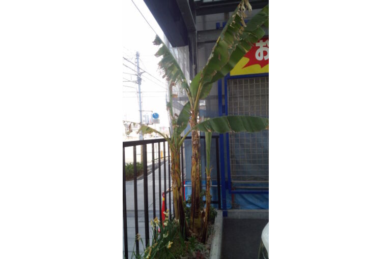 banana14-1-281x500