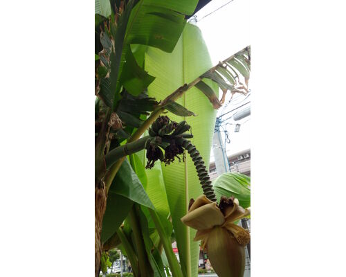banana15-576x1024