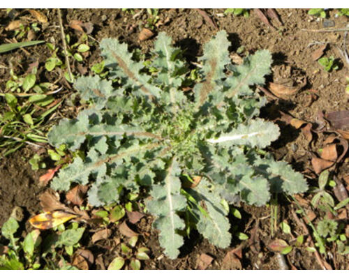 b01c81387289c31d0a67a2c0cb674ea31