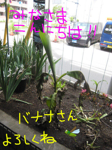 banana05-1