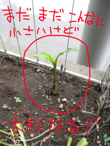 banana05-2