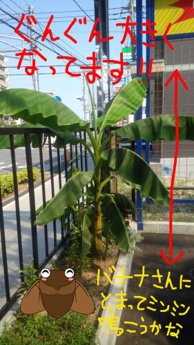 banana06