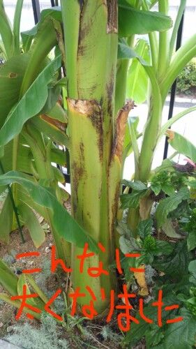 banana7-2