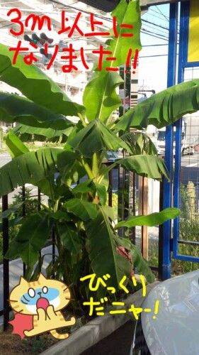 banana8-1
