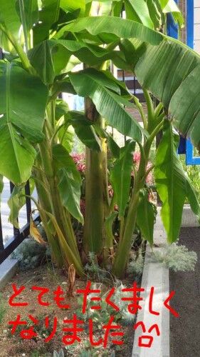 banana8-2