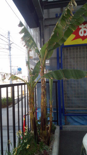banana14-1