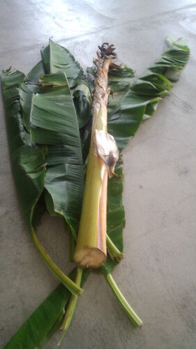 banana016-1