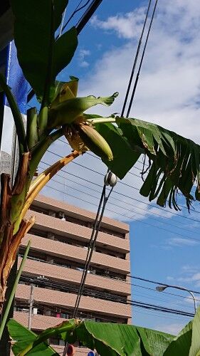 banana23-1